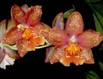 fotografie Kvetinové Kvety Tiger Orchidea, Konvalinka Orchidea trávovitý (Odontoglossum), červená