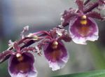 Foto Topfblumen Tanzendame Orchidee, Cedros Biene, Leoparden Orchidee grasig (Oncidium), lila