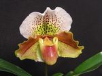 foto I fiori domestici Orchidee Pantofola erbacee (Paphiopedilum), marrone