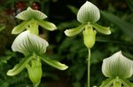 Foto Topfblumen Schuhorchideen grasig (Paphiopedilum), grün