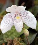 Foto Topfblumen Schuhorchideen grasig (Paphiopedilum), weiß