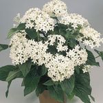 Photo Pentas, Star Flower, Star Cluster herbaceous plant (Pentas lanceolata), white