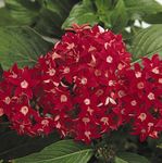 fotoğraf Evin çiçekler Pentas, Yıldız Çiçeği, Yıldız Kümesi otsu bir bitkidir (Pentas lanceolata), kırmızı