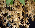 foto Casa de Flores Coelogyne planta herbácea , marrom