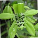 フォト ハウスフラワーズ セロジネ 草本植物 (Coelogyne), 緑色