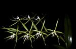 照 楼花 钮兰 草本植物 (Epidendrum), 绿