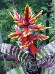 Photo House Flowers Silver Vase, Urn Plant, Queen of the Bromeliads (Aechmea), red