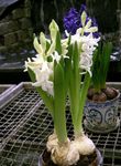 Photo House Flowers Hyacinth herbaceous plant (Hyacinthus), white