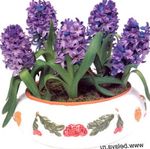 foto I fiori domestici Giacinto erbacee (Hyacinthus), porpora