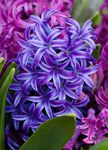 Foto Hus Blomster Hyacinth urteagtige plante (Hyacinthus), mørkeblå