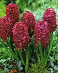 Photo House Flowers Hyacinth herbaceous plant (Hyacinthus), claret