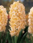 Photo House Flowers Hyacinth herbaceous plant (Hyacinthus), yellow