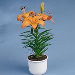 fotoğraf Evin çiçekler Lilyum otsu bir bitkidir (Lilium), turuncu