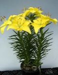 Foto Māja Ziedi Lilium zālaugu augs , dzeltens