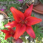 fotoğraf Evin çiçekler Lilyum otsu bir bitkidir (Lilium), kırmızı