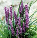 Photo des fleurs en pot Gazon Lys Panachée herbeux (Liriope), lilas