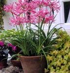 Photo House Flowers Guernsey Lily herbaceous plant (Nerine), pink