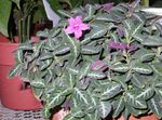 Photo House Flowers Monkey Plant, Red ruellia , pink