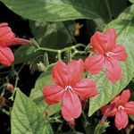 fotografija Sobne cvetje Opica Rastlina, Rdeča Ruellia ampelnye , rdeča