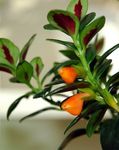 Фото Домашні Квіти Гіпоцірта ампельноє (Hypocyrta), помаранчевий