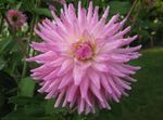 foto Huis Bloemen Dahlia kruidachtige plant , roze