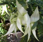 foto I fiori domestici Aragosta Artiglio, Pappagallo Becco erbacee (Clianthus), bianco