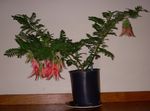 Photo House Flowers Lobster Claw, Parrot Beak herbaceous plant (Clianthus), red