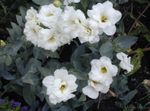 foto I fiori domestici Texas Campanula, Lisianthus, Genziana Tulipano erbacee (Lisianthus (Eustoma)), bianco