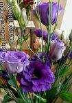 Photo des fleurs en pot Texas Jacinthe Des Bois, Lisianthus, Gentiane De Tulipes herbeux (Lisianthus (Eustoma)), bleu