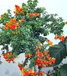 Foto Maja lilled Marmelaadi Bush, Oranž Browallia, Firebush puu (Streptosolen), oranž