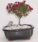 Photo des fleurs en pot Nouvelle-Zélande Arbre À Thé des arbustes (Leptospermum), rouge