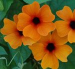 fotografie Kvetinové Kvety Monokel Susan liana (Thunbergia alata), oranžový