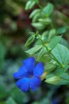 fotografija Sobne cvetje Black Eye Susan liana (Thunbergia alata), svetlo modra