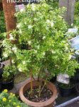 Bilde Huset Blomster Bark Treet, Orange Jessamine busk (Murraya), hvit