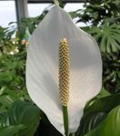 foto Casa de Flores Peace Lily planta herbácea (Spathiphyllum), branco