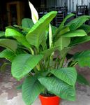 foto Huis Bloemen Vrede Lelie kruidachtige plant (Spathiphyllum), wit