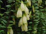 Fil Krukblommor Agapetes ampelväxter , vit