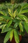 Фото үй гүлдері Alypiniya шөпті (Alpinia), ақ