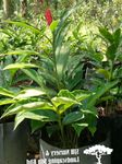 Фото үй гүлдері Alypiniya шөпті (Alpinia), қызыл