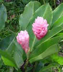 照 楼花 红姜，贝壳生姜，印度姜 草本植物 (Alpinia), 粉红色
