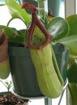 φωτογραφία Εσωτερικά λουλούδια Μαϊμού Μπαμπού Κανάτα αναρριχώμενα (Nepenthes), πράσινος