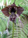 zdjęcie Pokojowe Kwiaty Tacca trawiaste , brązowy