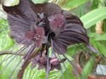 სურათი Bat უფროსი ლილი, Bat ყვავილების, Devil Flower ბალახოვანი მცენარე (Tacca), ყავისფერი