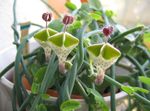 Фото Домашні Квіти Церопегія ампельноє (Ceropegia), зелений
