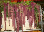 Foto Flores de salón Amaranto, Amor-Mentira-Sangrado, Kiwicha herbáceas (Amaranthus caudatus), vinoso
