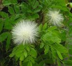 fotografie Flori de Casa Roșu Puf De Pulbere arbust (Calliandra), alb