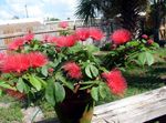 fotografija Sobne cvetje Rdeča Puff Prahu grmi (Calliandra), rdeča