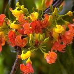 Фото Домашние Цветы Кастаноспермум деревья (Castanospermum), оранжевый