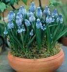 Photo House Flowers Grape Hyacinth herbaceous plant (Muscari), light blue