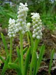 fotografie Pokojové květiny Modřenec bylinné (Muscari), bílá